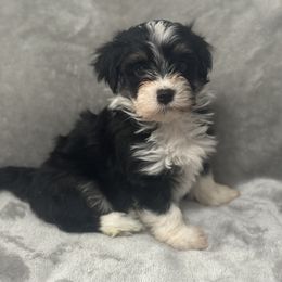 Roger - Black and tan male Havanese puppy in Lawrenceville, Georgia from Alchemy Havanese