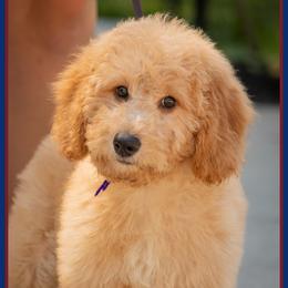 Stacy - Red  female Goldendoodle puppy in Connersville, Indiana from Deaz Doodle Ranch