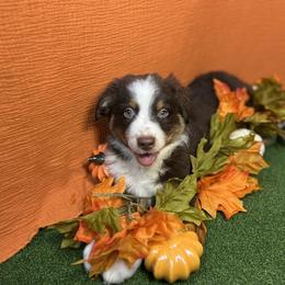 Australian Shepherd Puppies from Copper Top Aussies