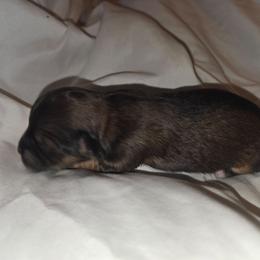 Girl 3 - Chocolate female Cavapoo puppy in Medina, Ohio from Momma's Mastiffs