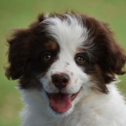 Bordoodle puppies from Okie Bordoodles