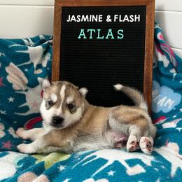 Atlas - Gray and white male Siberian Husky puppy in Yelm, Washington from KPM Siberians