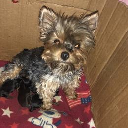 Lilly - Yorkshire Terrier