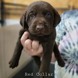 Red Collar - Chocolate male Labrador Retriever puppy in Boyd, Minnesota from Lindley Labradors
