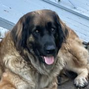 Marlo - Leonberger