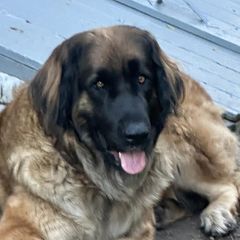 Marlo - Leonberger
