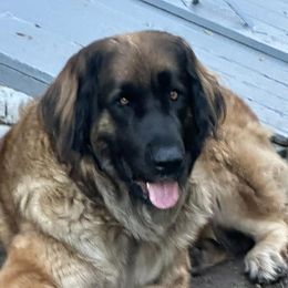 Marlo - Leonberger