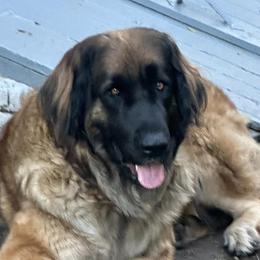 Marlo - Leonberger