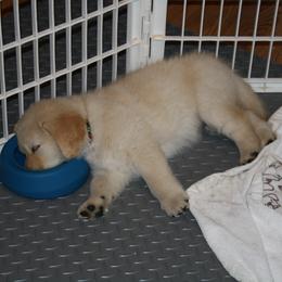 Golden Retriever Puppies from Darby Hill Goldens