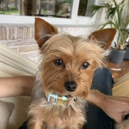 Missy - Yorkshire Terrier