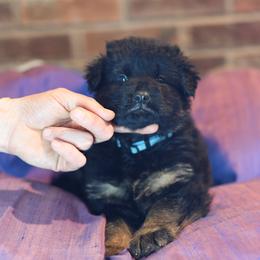 Crystal - Black and red German Shepherd puppy in Columbus, Indiana from Stony Lonesome GSD