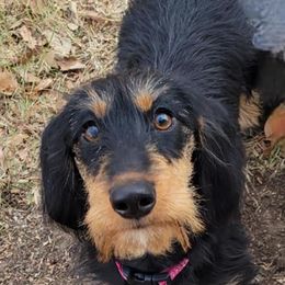 Dachshunds from Lil Bit of Wienie