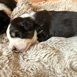 Ivy - Black tri-color female Australian Shepherd puppy in Morehead City, North Carolina from Crab Point Australian Shepherds