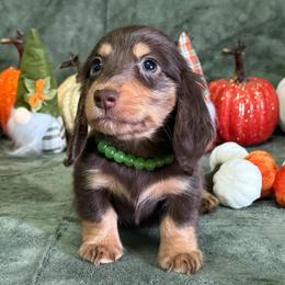 Tucker - Chocolate and tan male Dachshund puppy in Lincoln, Arkansas from Red Dirt Dachshunds