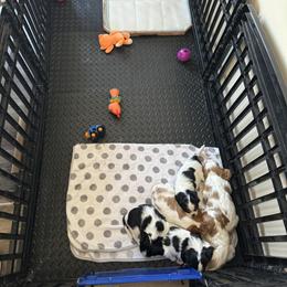 Cavalier King Charles Spaniel Puppies from Cavy Love