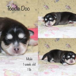 Toodle Doo - Black and white male Pomsky puppy in Denham Springs, Louisiana from Bayouland Pomskies