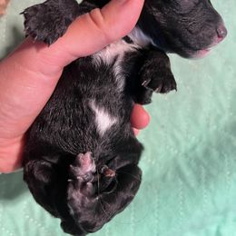 Poodle Puppies from Reuter Clan Poodles