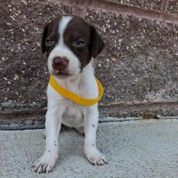 Girl 6 - female German Shorthaired Pointer puppy in Potosi, Wisconsin from Point and Flush Gun Dogs