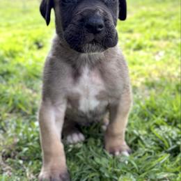 Mufasa - Fawn male Great Dane puppy in Scottsburg, Virginia from Virginia Great Danes