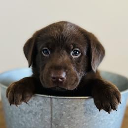 Dilute Retriever and Labrador Retriever Puppies from CKB Labradors