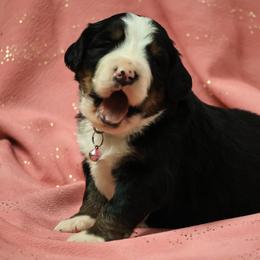 Indy - Black rust and white female Bernese Mountain Dog puppy in Elkton, Maryland from Bernese Beauties