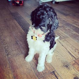 Lady - Goldendoodle