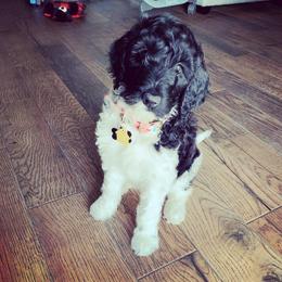 Lady - Goldendoodle