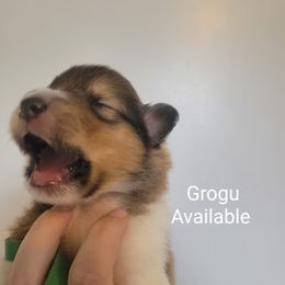 Collie Puppies from Jamie Jamie Andersen Andersen