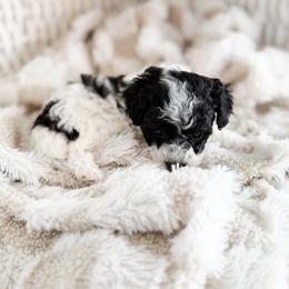 Olaf - Parti male Poodle puppy in Chapel Hill, North Carolina from Cyndi’s Poodles