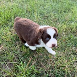 Stetson - Red tri-color male Australian Shepherd puppy in Hubbard, Texas from Poston Paddock Aussies LLC