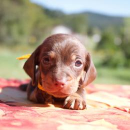 Taz - Chocolate and tan male Dachshund puppy in Peebles, Ohio from Cave Valley Hounds