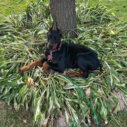 Doberman Pinscher Puppies from JM Dobermans
