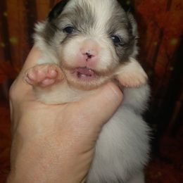 Trick - Blue merle female Pomeranian puppy in Weatherford, Texas from Jeweled Poms