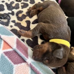 Girl 2 - Red and rust Doberman Pinscher puppy in Jefferson Township, New Jersey from Tristel Dobermans