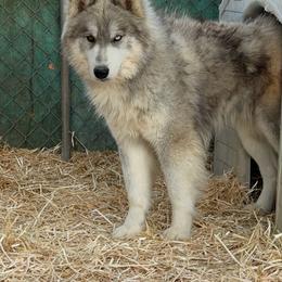 Dante - Sable and white male Siberian Husky puppy in Uhland, Texas from Siberian Huskies