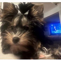 Gypsy - Black tan and white female Biewer Terrier puppy in Athens, Tennessee from Paws & Kisses