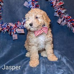 Jasper - Buff male Cockapoo puppy in Sunset, Louisiana from Cano Cockapoos
