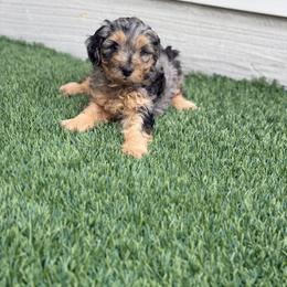 Yellow - Merle female Bernedoodle puppy in Charleston, South Carolina from Palm Belle Doodles