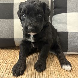 Stormy - Black and white female Bernedoodle puppy in Beachwood, Ohio from Paws of the Vineyard