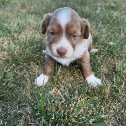 Boy 3 - Red merle male Miniature Australian Shepherd puppy in Amarillo, Texas from Duclops Ranch Aussies