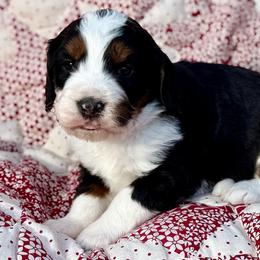 Jonathan-Black collar boy - Tri-color male Bernedoodle puppy in Colorado Springs, Colorado from Mercy Mountain Bernedoodles