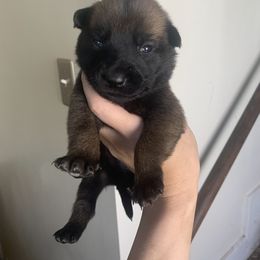 Belgian Malinois, Bull Terrier, and Dutch Shepherd Puppies from ROSC K9
