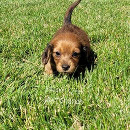 Dachshund Puppies from Mission Creek Dachshunds