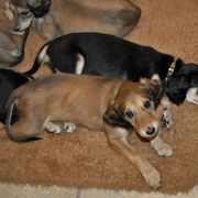 Saluki Puppies from Kushiel Salukis