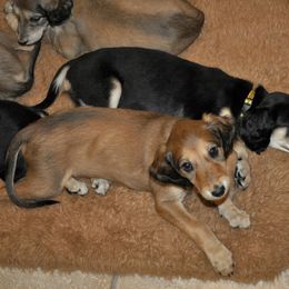 Saluki Puppies from Kushiel Salukis