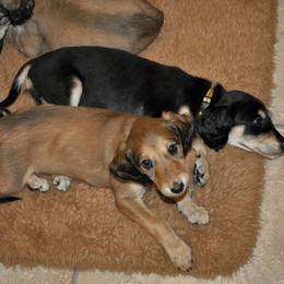 Saluki Puppies from Kushiel Salukis