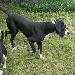 Titan - Great Dane