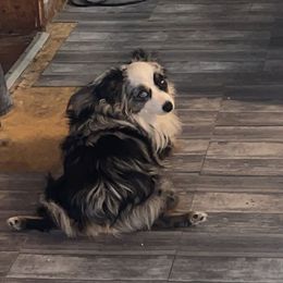 Oakley - Toy Australian Shepherd