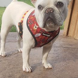 French Bulldogs from Jacqueline Kromka's French Bulldogs