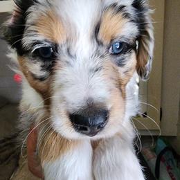 Pink (collar color) you name her - Blue merle female Miniature American Shepherd puppy in Centralia, Washington from Blackjack Mini Aussies